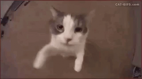 Cat kissing camera